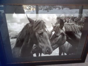 DUET (#0464) from the Equine Collection