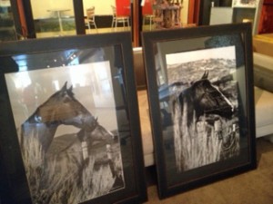 From the EQUINE collection