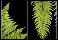 FRONDS (#0554 + #0548)
